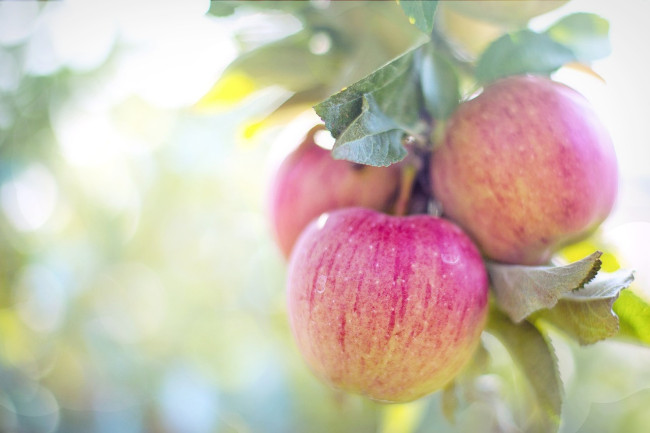 Эффективная защита яблонь от монилиоза: простой рецепт с йодом и марганцовкой
