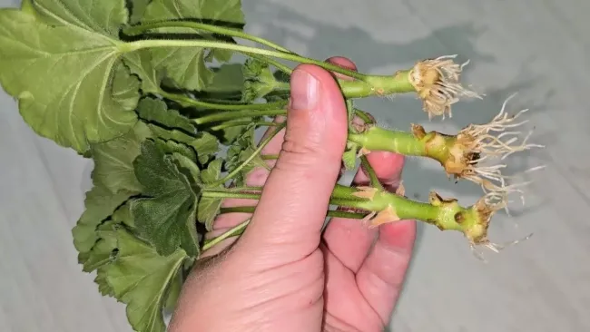 Как укоренить черенки герани за 4 дня: секреты быстрого роста корней