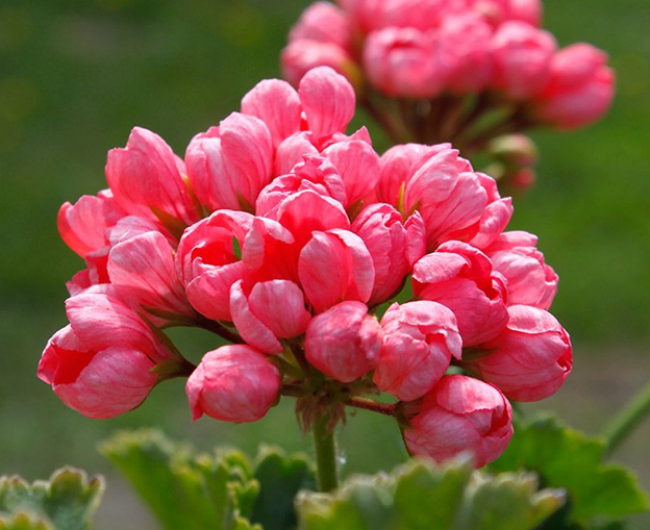 Подкормка для пеларгоний: 3 простых ингредиента для яркого цветения и крепких корней