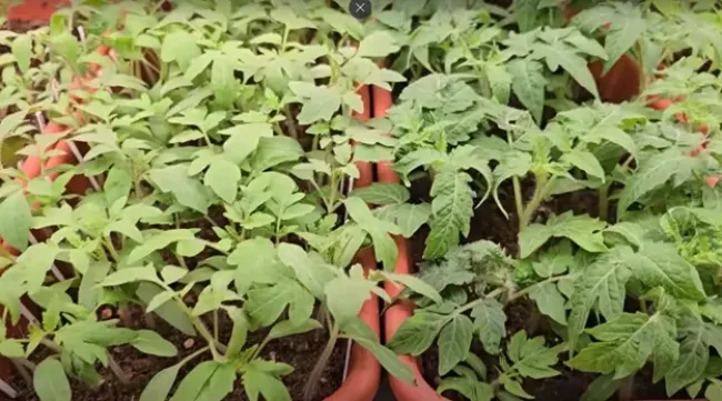 Янтарная кислота для рассады: как добиться крепких корней и здоровых растений