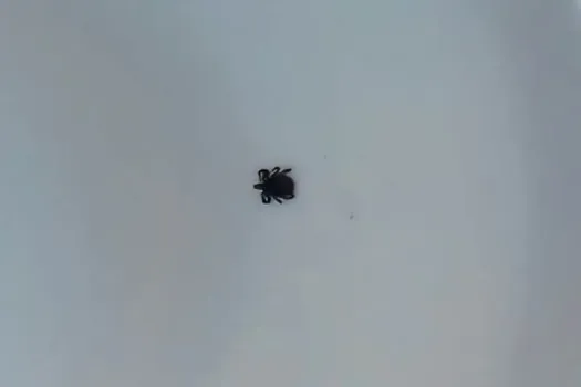 Роспотребнадзор предупреждает о риске укусов клещей в Башкирии