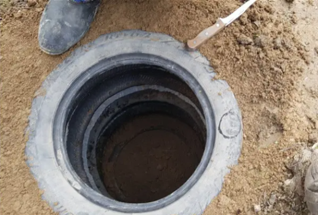 Как осушить участок с помощью деревьев и кустарников: советы по выбору растений