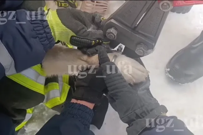 Спасатели Уфы освободили собаку от застрявшего карабина на лапе