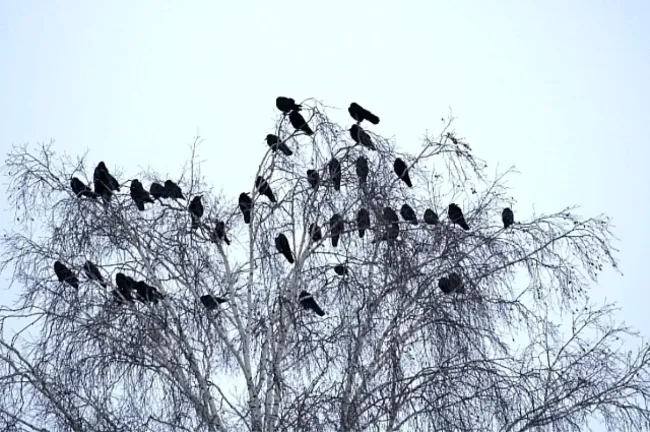 В Башкирии появились первые грачи над Нугушским водохранилищем