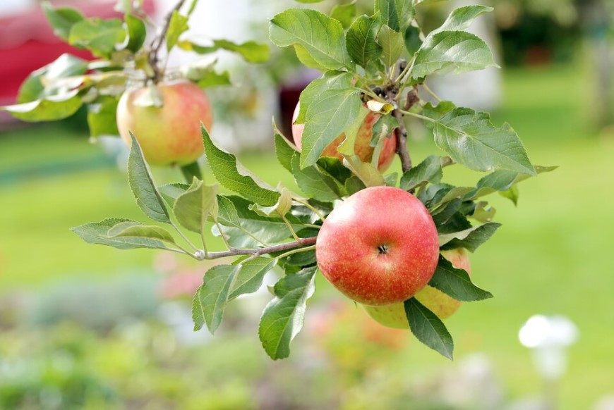 Борьба с монилиозом: как осенью защитить яблони от грибковых заболеваний