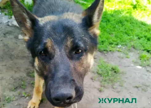 В Башкирии убит домашний пес, хозяева подозревают догхантеров