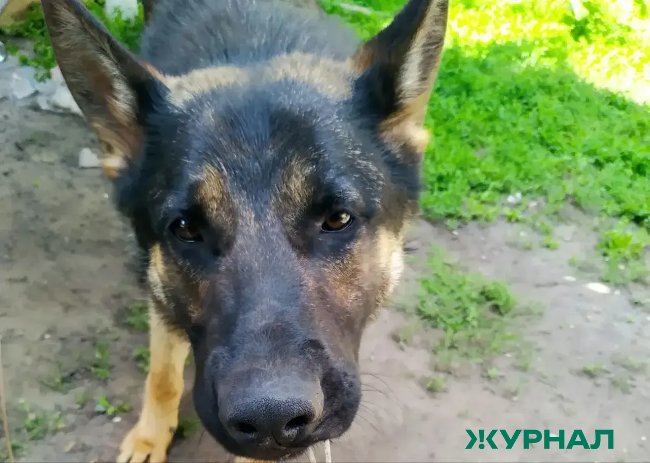 В Башкирии убит домашний пес, хозяева подозревают догхантеров