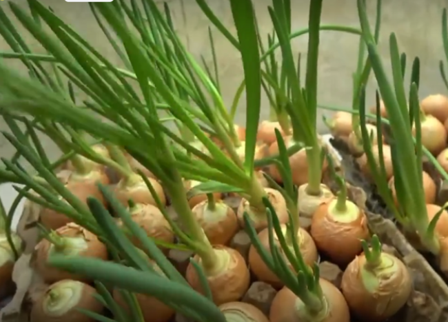 Как вырастить зеленый лук без почвы: простой способ с картонными лотками