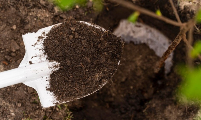 Подкормите почву на даче: простой рецепт с дрожжами и горчицей для богатого урожая