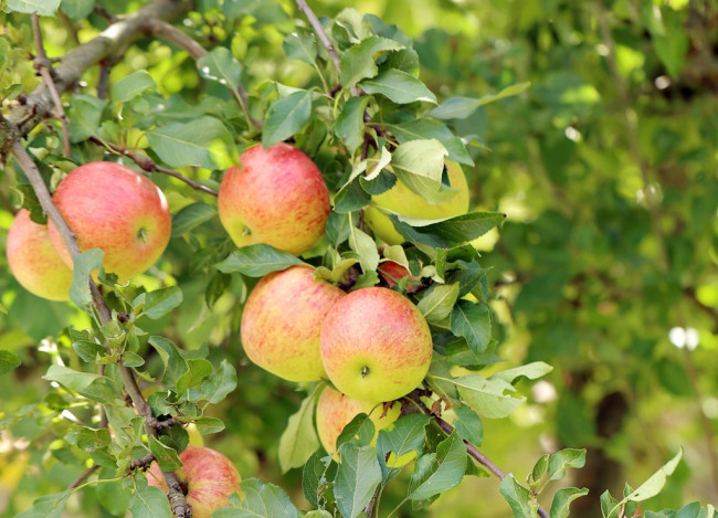 Эффективная защита яблонь: как приготовить бордосскую жидкость для борьбы с болезнями