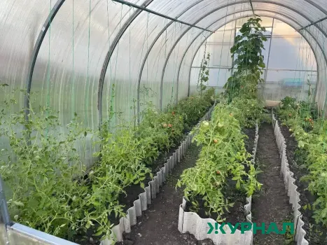 Проблемы с почвой в теплицах Башкирии: эксперты дают советы по восстановлению