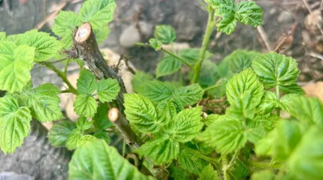 Обрезка малины весной: 5 шагов для двойного урожая ягод