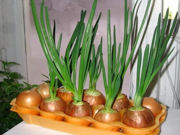 Выращивание зеленого лука в яичных лотках: просто и быстро