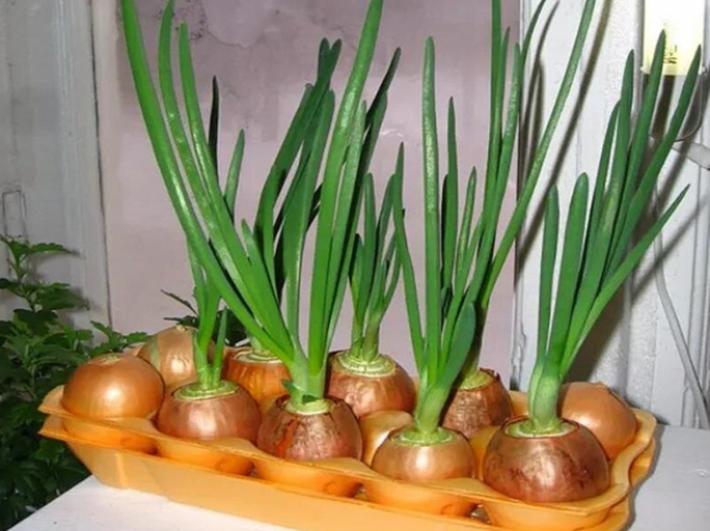 Выращивание зеленого лука в яичных лотках: просто и быстро