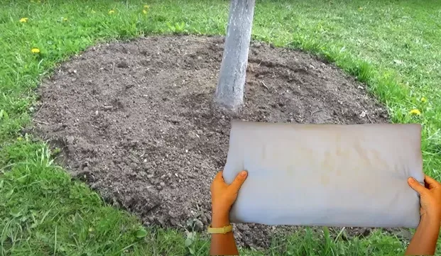 Эффективная защита яблонь: как сделать ловчий пояс из синтепона для борьбы с муравьями и тлей