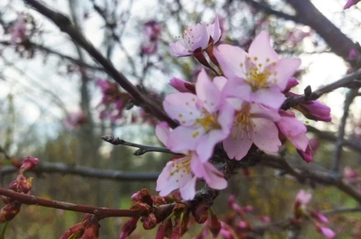 Сотрудники ботанического сада Уфы ожидают цветение сакуры в конце апреля или начале мая