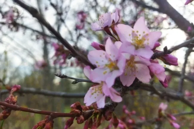Сотрудники ботанического сада Уфы ожидают цветение сакуры в конце апреля или начале мая