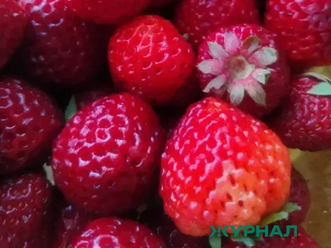 Анафилактический шок: врач объясняет опасности аллергии на продукты и укусы насекомых