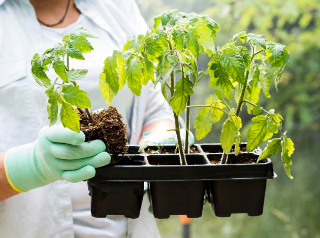 Подкормка рассады томатов минеральной водой: простой способ укрепить корни