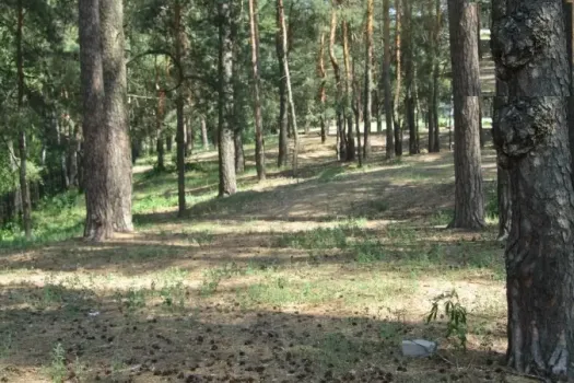 Радий Хабиров утвердил план борьбы с лесными пожарами в Башкортостане