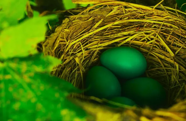 Натуральный зеленый краситель для пасхальных яиц из шпината и крапивы