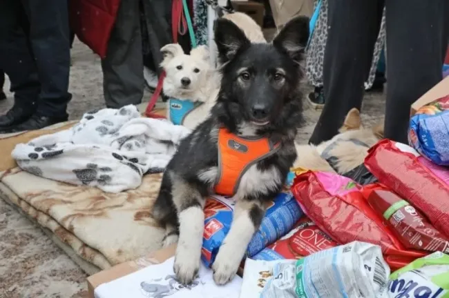 Благотворительная акция &laquo;Ищу человека&raquo; пройдет в парке имени Якутова