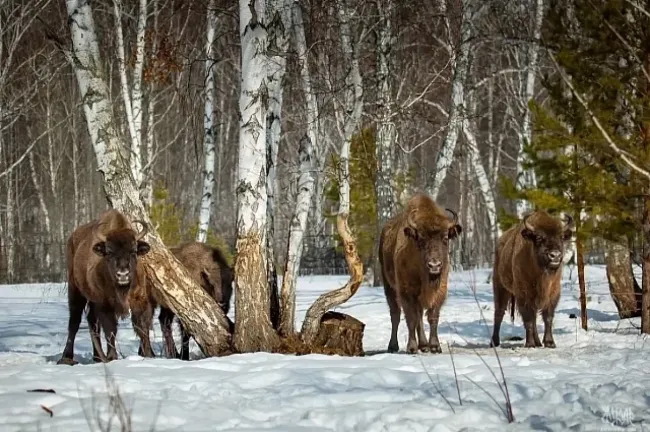 В Башкирии из-за потепления и паводка временно ограничат посещение Мурадымовского ущелья