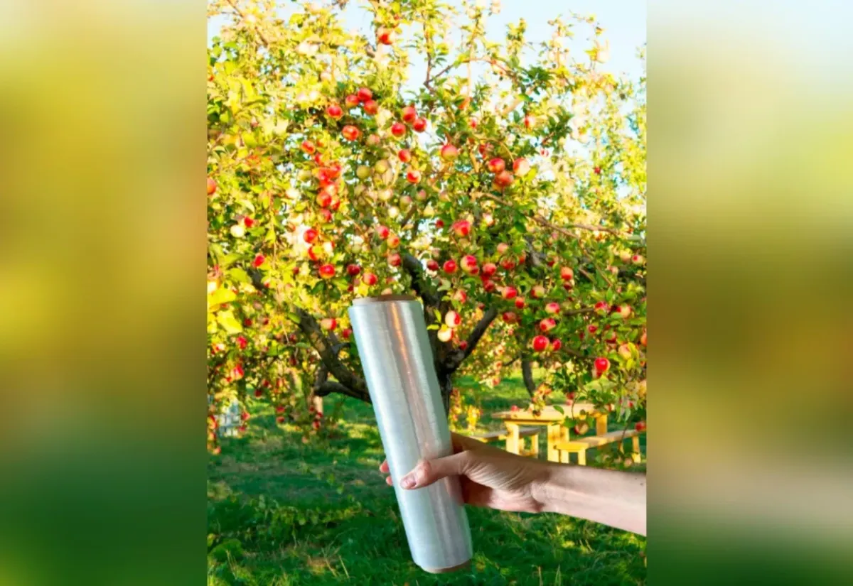 Защитите яблони от муравьёв: простой ловчий пояс из стрейч-плёнки и клея