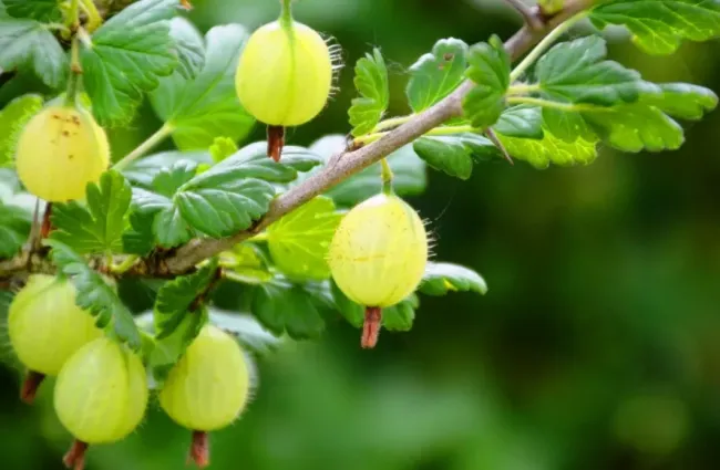 Подкормка крыжовника картофельными очистками: 3 простых шага для богатого урожая