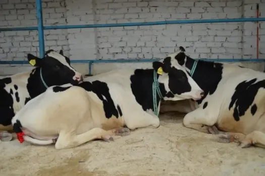 В Башкирии усиливают вакцинацию скота от бешенства для предотвращения вспышек