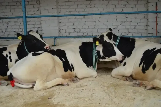 В Башкирии усиливают вакцинацию скота от бешенства для предотвращения вспышек