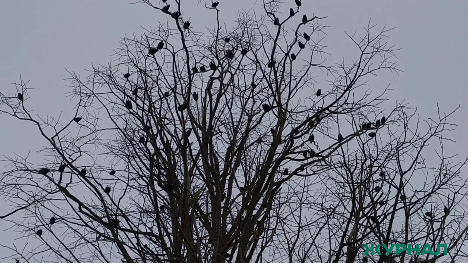 Уфа столкнулась с высоким уровнем хлорида водорода в воздухе