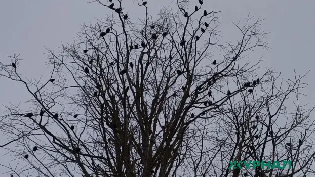 Уфа столкнулась с высоким уровнем хлорида водорода в воздухе