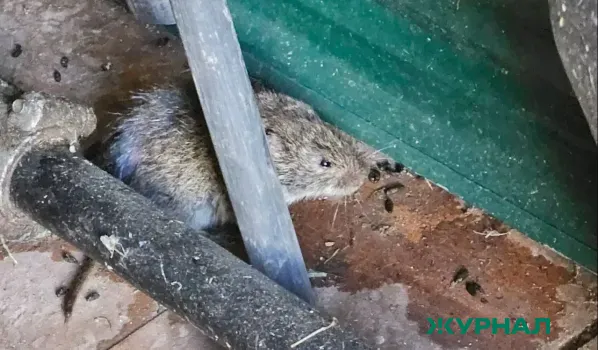 Рост заболеваемости геморрагической лихорадкой в Башкирии: советы по профилактике