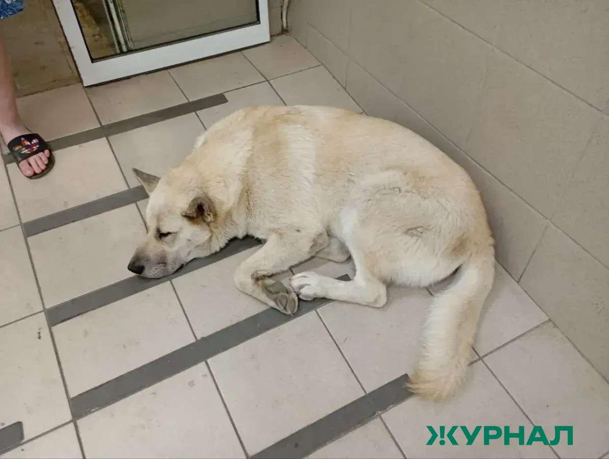 Жителям Башкирии рекомендовали избегать общения с дикими животными и вакцинировать домашних