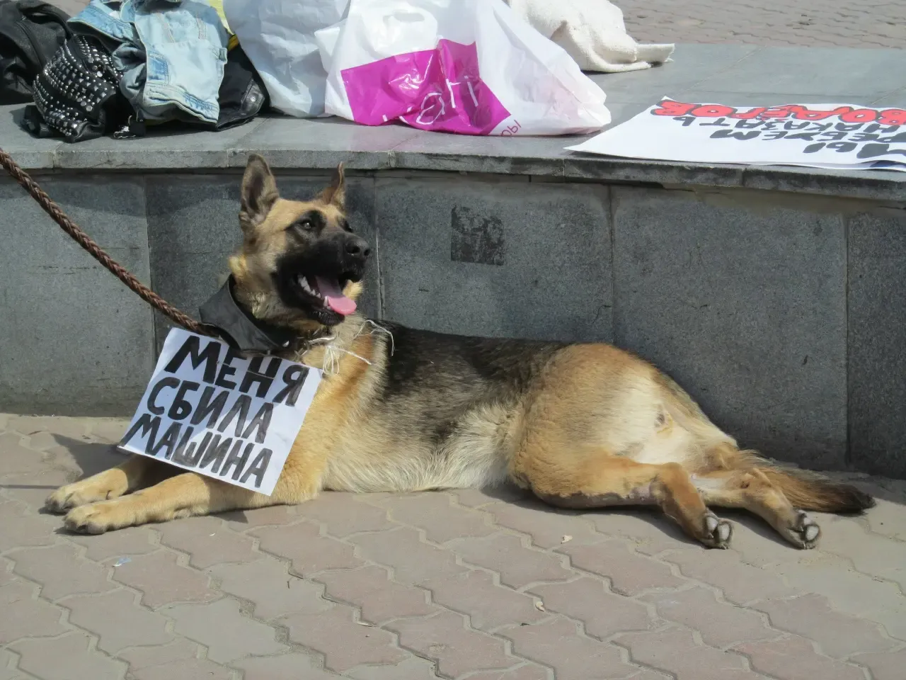 Сезон субботников и акция помощи животным стартовали в Уфе