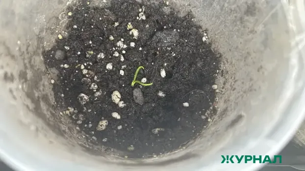 Дачникам Башкирии рекомендовали проверять семена и рассаду на подлинность