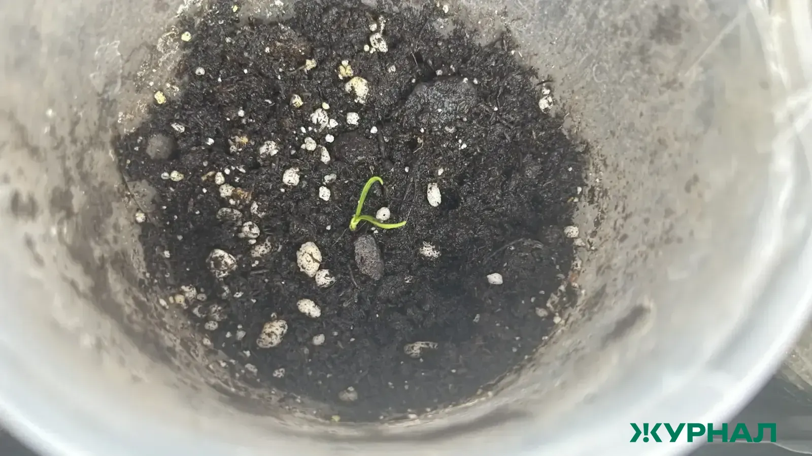 Дачникам Башкирии рекомендовали проверять семена и рассаду на подлинность