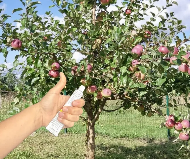 Отпугните муравьев от яблонь с помощью аптечной мази за 4 дня