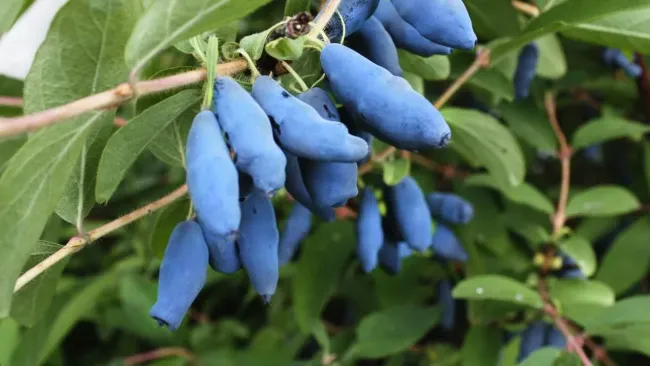 Подкормка жимолости: как сделать натуральное удобрение из картофельных очисток и золы