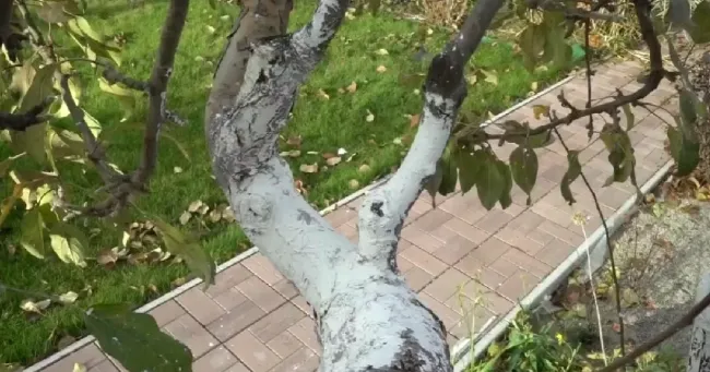 Экологичная побелка деревьев: простой рецепт из 4 ингредиентов для защиты от вредителей