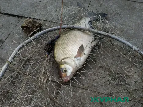 В Абзелиловском районе осуждены браконьеры за ловлю 55 рыб