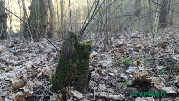В Башкирии осуждён мужчина за незаконную рубку леса