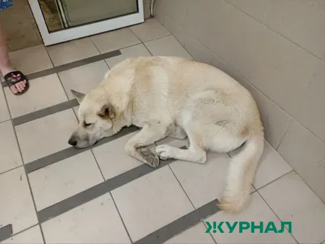 В Башкирии не будет муниципального приюта для животных из-за нехватки бюджета