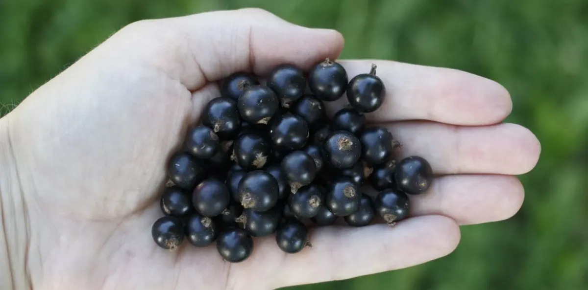 Эффективная защита смородины от галловой тли: простой раствор из двух ингредиентов