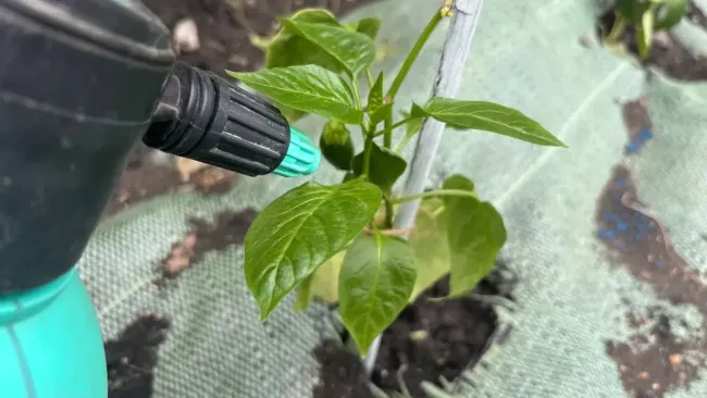 Правильный полив рассады перца после пикировки: как избежать загнивания корней