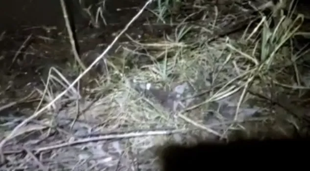 В Уфе спасли ондатру, заблудившуюся в центре города