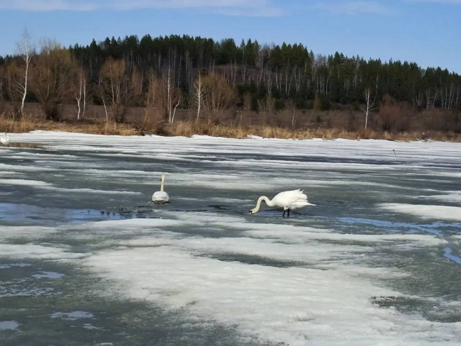 Назаров призвал жителей Башкирии посетить экотропу «Лебединая заводь» в парке «Кандры-Куль»