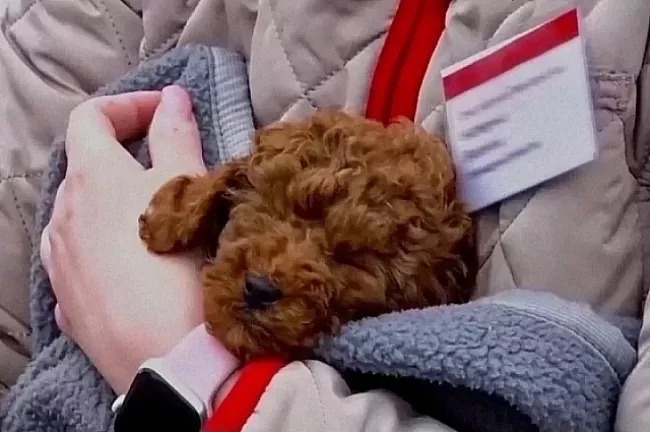 Щенок пуделя выжил при крушении поезда под Ульяновском и вернулся в Уфу