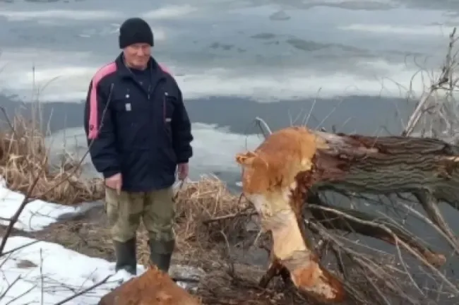 Бобры повалили крупное дерево в природном парке &laquo;Кандры-куль&raquo;